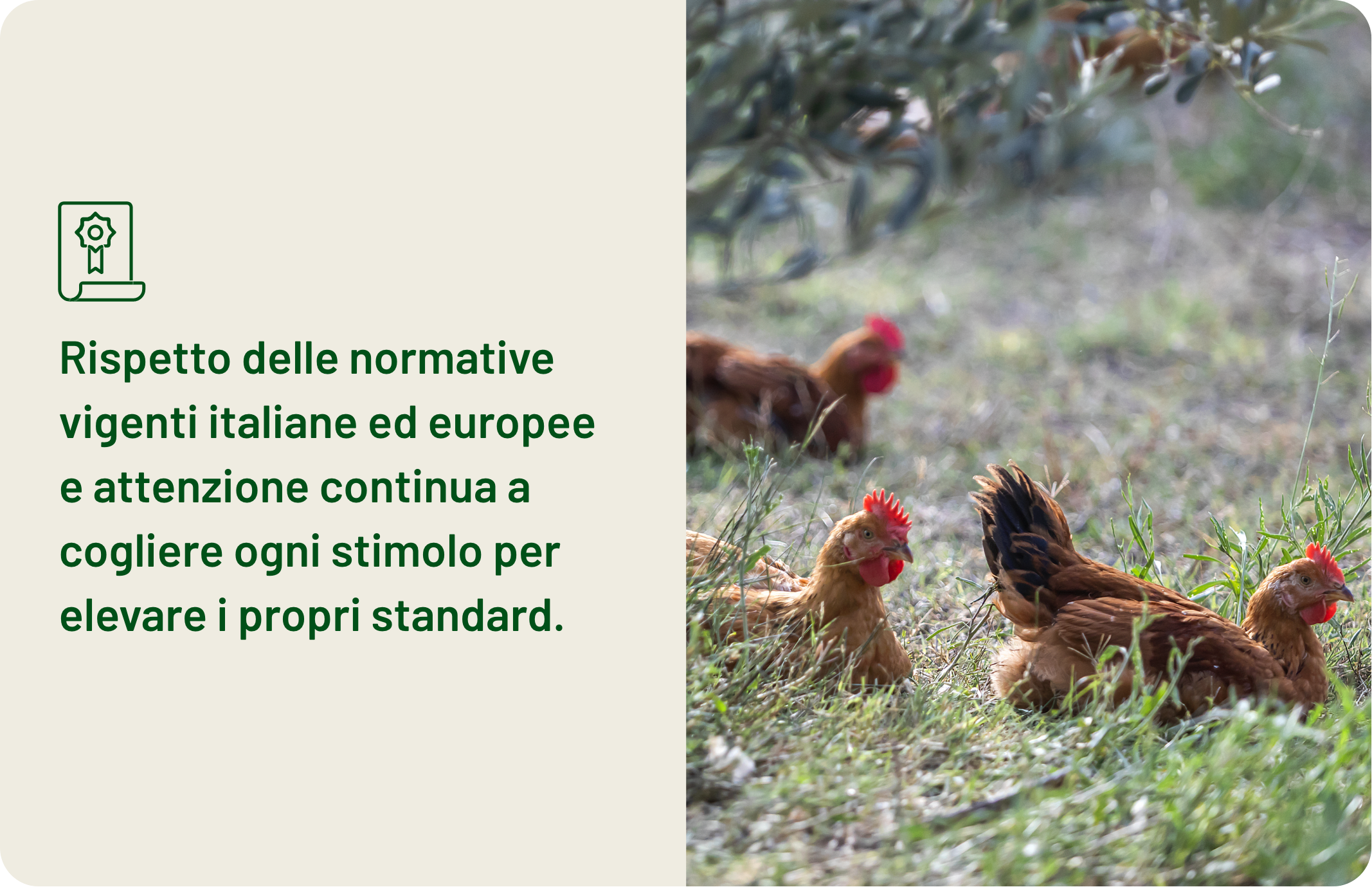 Amadori-benessere-animale-01-rispetto-delle-normative