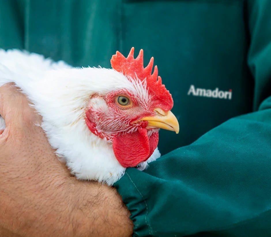 Amadori_Filiera-integrata-benessere-animale-formazione
