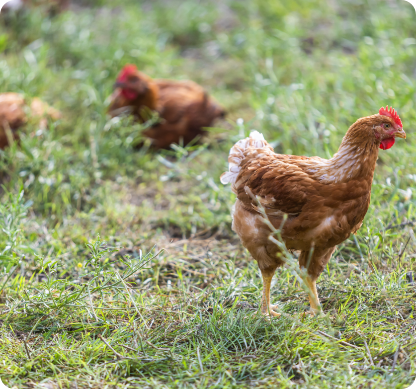 allevato-allaperto-senza-uso-di-antibiotici