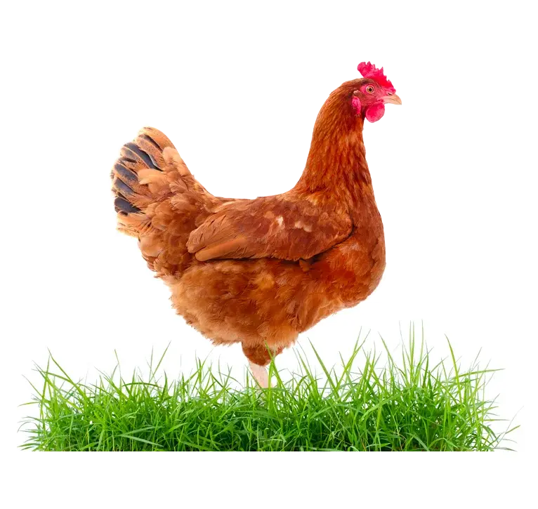 Amadori-Gallina-con-erba-05