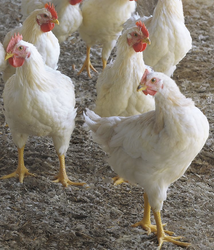 Amadori_Filiera-10+_SITO-1