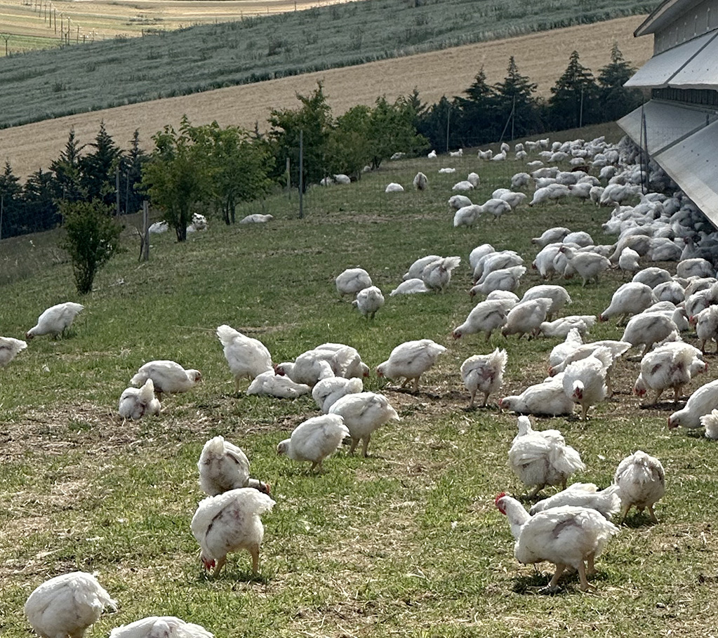 Amadori_Filiera-bio-allevamento
