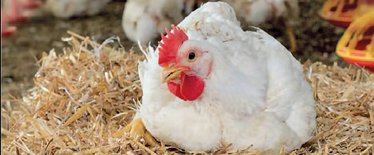 pollo pollo